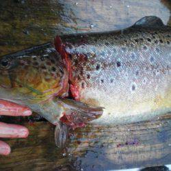 高萩ふれあいの里フィッシングエリア 釣果