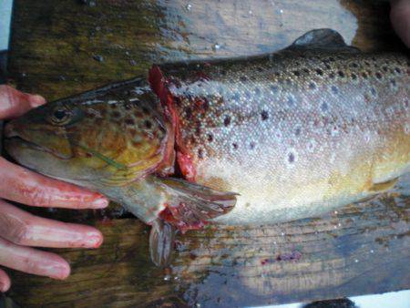 高萩ふれあいの里フィッシングエリア 釣果