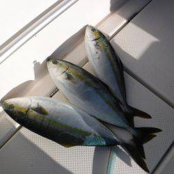 ＢｌｕｅＮｏｔｅ　Ｆｉｓｈｉｎｇ　Ｔａｘｉ 釣果