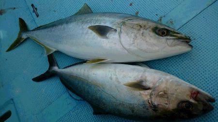 しば渡船 釣果