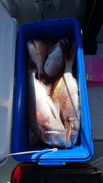 遊漁船ブルーウッズ 釣果