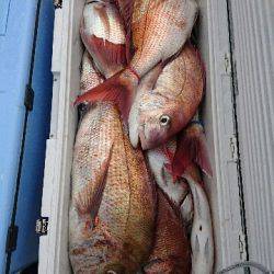 遊漁船ブルーウッズ 釣果