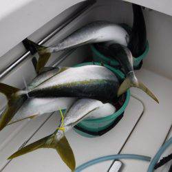 BlueNote Fishing Taxi 釣果