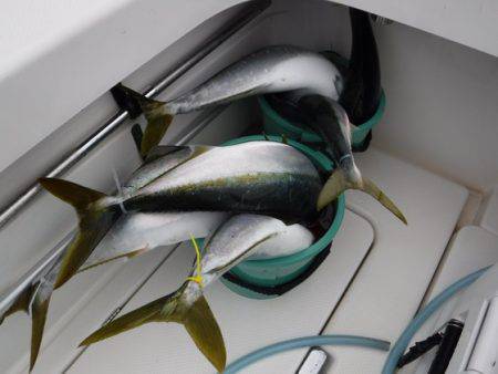 BlueNote Fishing Taxi 釣果