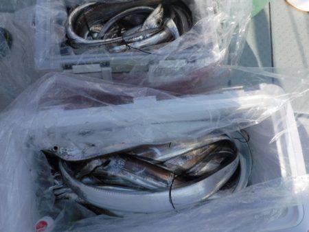 遊漁船 幸友丸 釣果