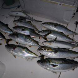 BlueNote Fishing Taxi 釣果