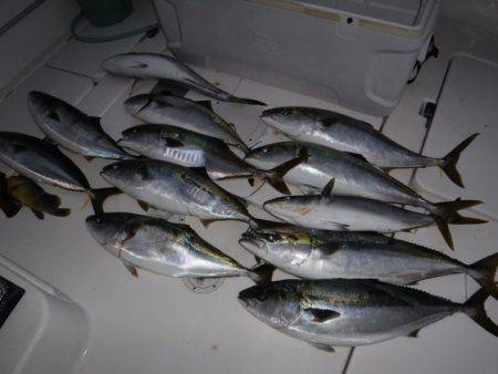 BlueNote Fishing Taxi 釣果