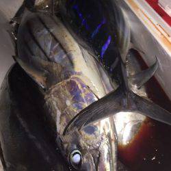 寿裕 （YOSHIHIRO） 釣果