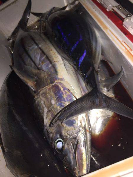 寿裕 （YOSHIHIRO） 釣果