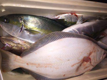 幸風(さちかぜ) 釣果