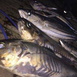 寿裕 （YOSHIHIRO） 釣果