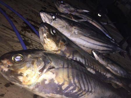 寿裕 （YOSHIHIRO） 釣果