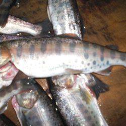 高萩ふれあいの里フィッシングエリア 釣果