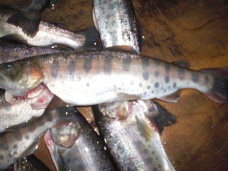 高萩ふれあいの里フィッシングエリア 釣果