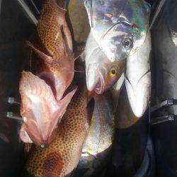 遊漁船 新鋭丸 釣果