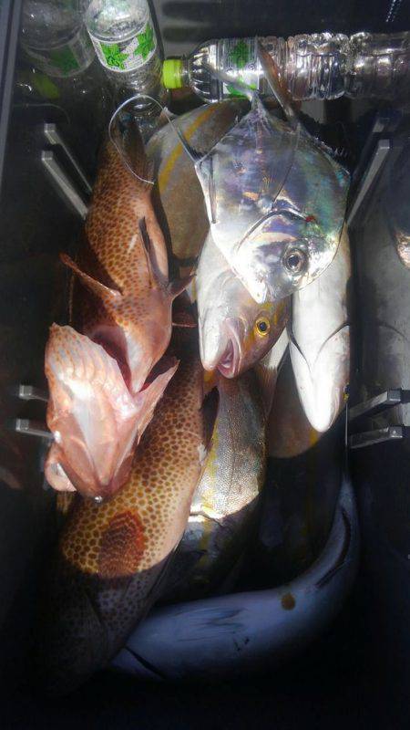 遊漁船 新鋭丸 釣果