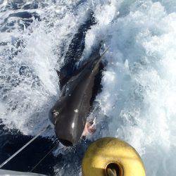 フィッシングハウス伊藤 釣果