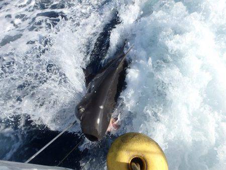 フィッシングハウス伊藤 釣果