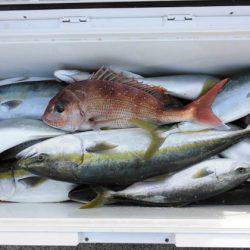 大進丸(新潟) 釣果