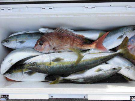 大進丸(新潟) 釣果