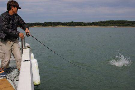 クルーズ 釣果