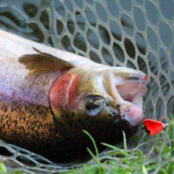 小菅トラウトガーデン 釣果