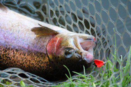 小菅トラウトガーデン 釣果