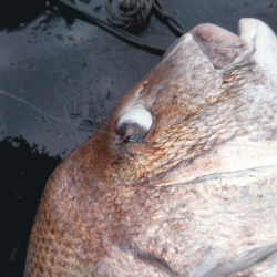 龍神丸（福井） 釣果