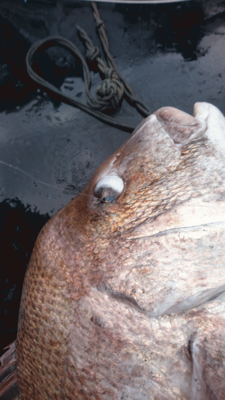 龍神丸（福井） 釣果