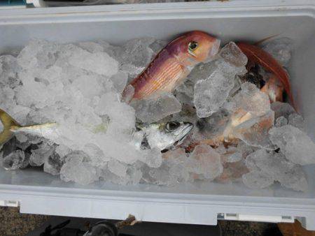 大進丸(新潟) 釣果