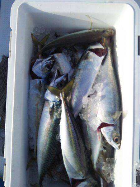 海晴丸 釣果