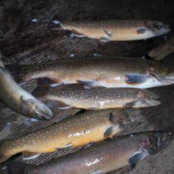 高萩ふれあいの里フィッシングエリア 釣果