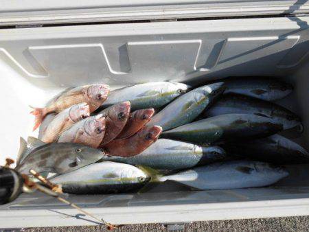 大進丸(新潟) 釣果