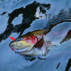 小菅トラウトガーデン 釣果