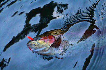 小菅トラウトガーデン 釣果