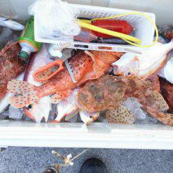 大進丸(新潟) 釣果