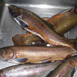 高萩ふれあいの里フィッシングエリア 釣果