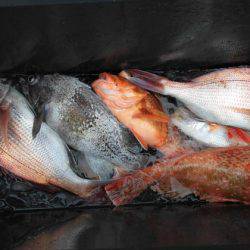 大進丸（新潟） 釣果