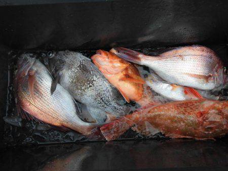 大進丸（新潟） 釣果