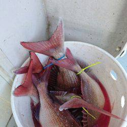 遊漁船ブルーウッズ 釣果