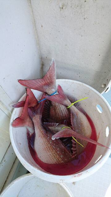 遊漁船ブルーウッズ 釣果