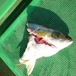 真祐丸 (しんゆうまる) 釣果