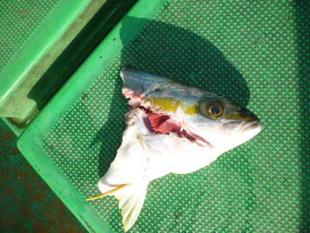 真祐丸 (しんゆうまる) 釣果