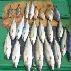 真祐丸 （しんゆうまる） 釣果