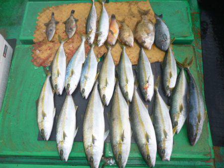 真祐丸 （しんゆうまる） 釣果