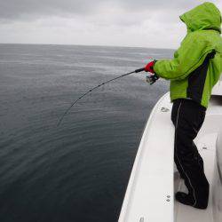 ＢｌｕｅＮｏｔｅ　Ｆｉｓｈｉｎｇ　Ｔａｘｉ 釣果