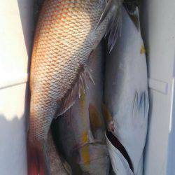 遊漁船 新鋭丸 釣果