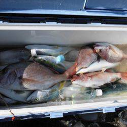 大進丸(新潟) 釣果