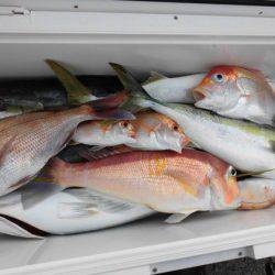 大進丸(新潟) 釣果