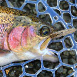 小菅トラウトガーデン 釣果